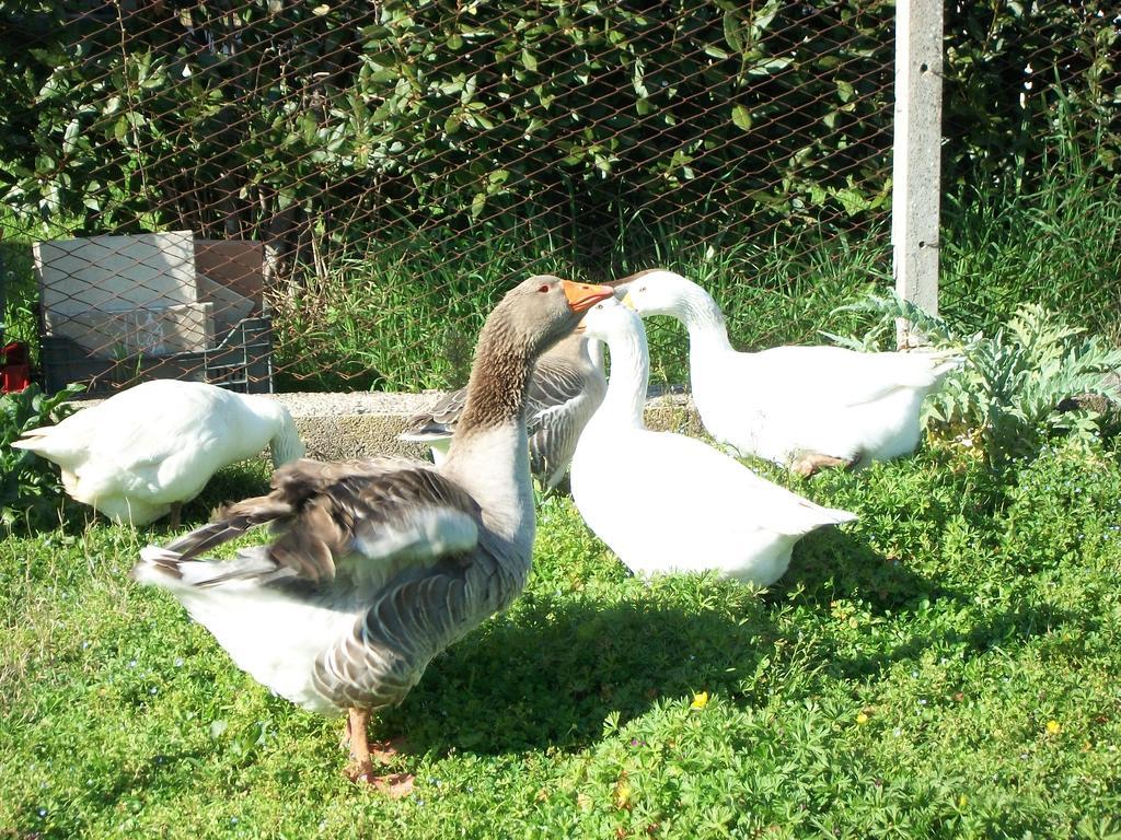Agriturismo Primerio Hermada Экстерьер фото